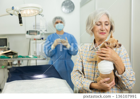 Senor woman owner holds and cuddles chihuahua pet after manipulations in veterinary clinic Senor woman owner holds and cuddles chihuahua pet after manipulations in veterinary clinic 136107991