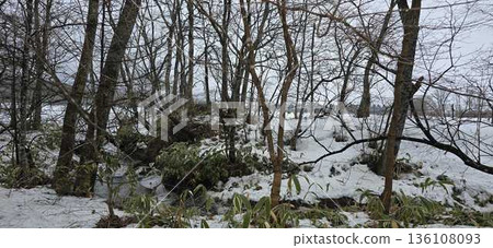Midwinter forest Midwinter forest 136108093