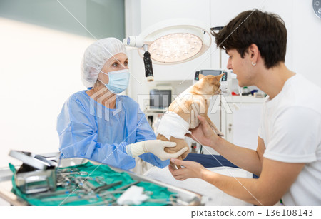 Man owner of Chihuahua dog picks up pet after treatment at vet clinic. Man owner of Chihuahua dog picks up pet after treatment at vet clinic. 136108143