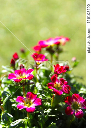 Cute little pink flowers of the cloud grass 136108290