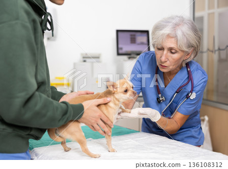 Skilled female veterinarian conducting examination of Chihuahua at veterinary clinic Skilled female veterinarian conducting examination of Chihuahua at veterinary clinic 136108312