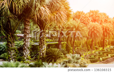 Luxury landscape design of the tropical garden.  136108315