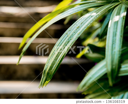 Luxury landscape design of the tropical garden. Luxury landscape design of the tropical garden. 136108319