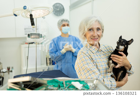 Senior woman owner hold and cuddles Miniature Pinscher pet after manipulations in veterinary clinic. 136108321