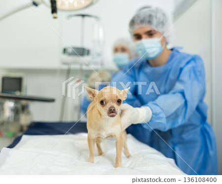 Doctors complete manipulations , treatment of chihuahua dog patient, prepare patient for surgery 136108400