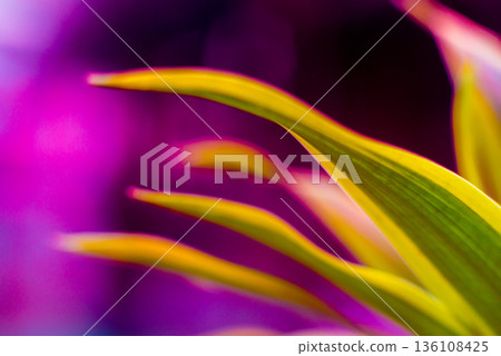 Abstract colored background close up. Macro flowers and petals  136108425