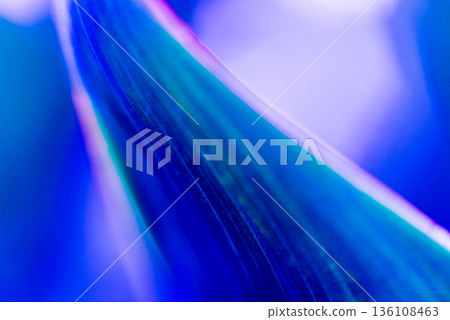 Abstract colored background close up. Macro flowers and petals Abstract colored background close up. Macro flowers and petals 136108463