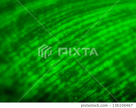 Abstract colored background close up. Macro flowers and petals Abstract colored background close up. Macro flowers and petals 136108467