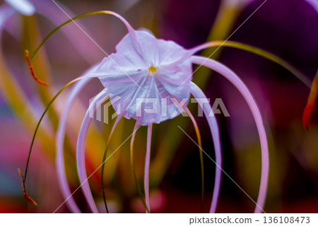 Abstract colored background close up. Macro flowers and petals  136108473