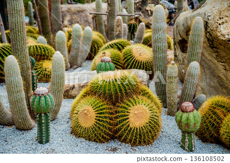 Collection beautiful prickly cacti in the greenhouse 136108502