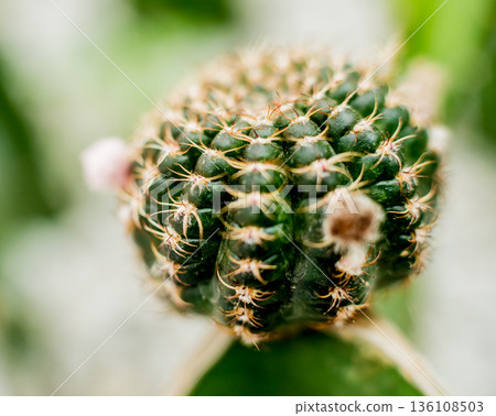 Beautiful macro shots of prickly cactus. Background and textures Beautiful macro shots of prickly cactus. Background and textures 136108503