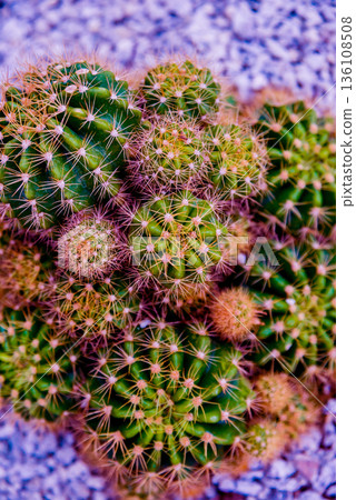 Collection beautiful prickly cacti in the greenhouse Collection beautiful prickly cacti in the greenhouse 136108508
