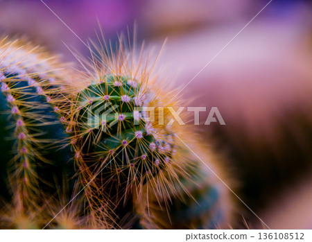 Beautiful macro shots of prickly cactus. Background and textures Beautiful macro shots of prickly cactus. Background and textures 136108512
