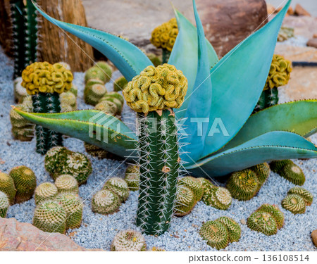 Collection beautiful prickly cacti in the greenhouse Collection beautiful prickly cacti in the greenhouse 136108514
