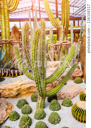 Collection beautiful prickly cacti in the greenhouse Collection beautiful prickly cacti in the greenhouse 136108517