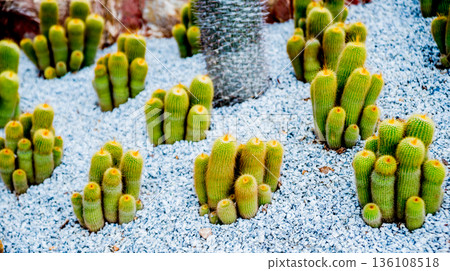 Collection beautiful prickly cacti in the greenhouse 136108518