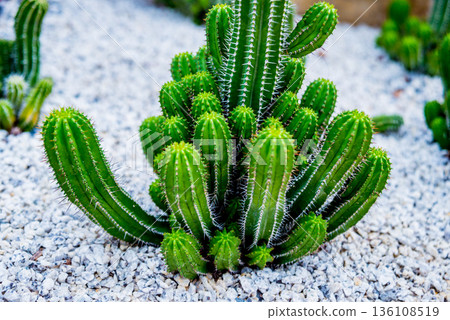 Collection beautiful prickly cacti in the greenhouse Collection beautiful prickly cacti in the greenhouse 136108519