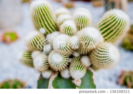 Collection beautiful prickly cacti in the greenhouse Collection beautiful prickly cacti in the greenhouse 136108521