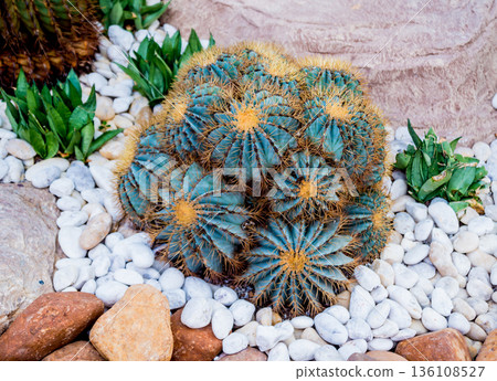 Collection beautiful prickly cacti in the greenhouse 136108527