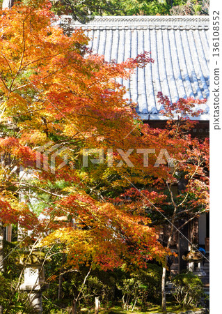 Red maple leaves in the grounds of Makio Saimyoji Temple, Kyoto Red maple leaves in the grounds of Makio Saimyoji Temple, Kyoto 136108552