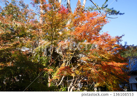 Red maple leaves in the grounds of Makio Saimyoji Temple, Kyoto Red maple leaves in the grounds of Makio Saimyoji Temple, Kyoto 136108553