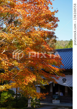 Red maple leaves in the grounds of Makio Saimyoji Temple, Kyoto Red maple leaves in the grounds of Makio Saimyoji Temple, Kyoto 136108558