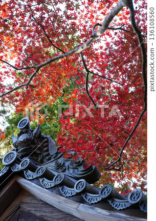 Red maple leaves in the grounds of Makio Saimyoji Temple, Kyoto Red maple leaves in the grounds of Makio Saimyoji Temple, Kyoto 136108560