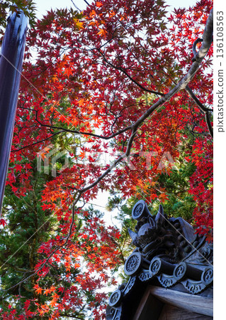 京都真木西名寺院內的紅楓葉 136108563