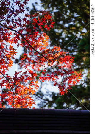 Red maple leaves in the grounds of Makio Saimyoji Temple, Kyoto 136108564
