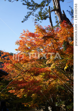 京都真木西名寺院內的紅楓葉 136108568