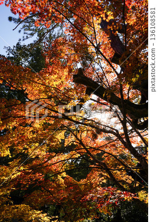 Red maple leaves in the grounds of Makio Saimyoji Temple, Kyoto 136108581