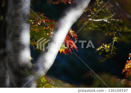 Red maple leaves in the grounds of Makio Saimyoji Temple, Kyoto Red maple leaves in the grounds of Makio Saimyoji Temple, Kyoto 136108597