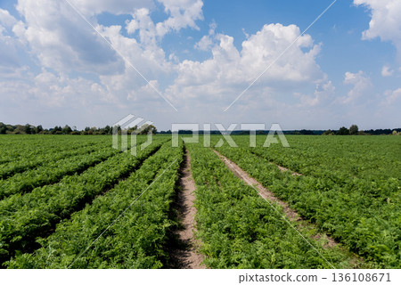 Long field and rows of carrots. Blue summer sky. 136108671