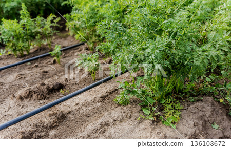 Drip irrigation system. Water saving drip irrigation system  136108672