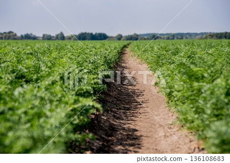 Long field and rows of carrots. Blue summer sky. 136108683