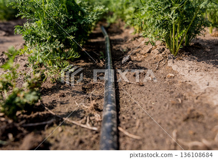 Drip irrigation system. Water saving drip irrigation system  136108684