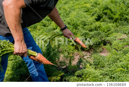 Growing organic carrots. Carrots in the hands of a farmer.  136108689