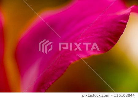 Abstract colored background close up. Macro flowers and petals Abstract colored background close up. Macro flowers and petals 136108844