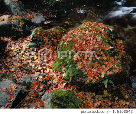 Romantic Ibaraki (The valley is dyed bright red with fallen leaves, fitting the name Hanazono River.) Kitaibaraki City, Hanazono River Romantic Ibaraki (The valley is dyed bright red with fallen leaves, fitting the name Hanazono River.) Kitaibaraki City, Hanazono River 136108848