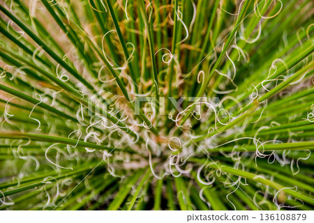 Beautiful macro shots of prickly cactus. Background and textures Beautiful macro shots of prickly cactus. Background and textures 136108879