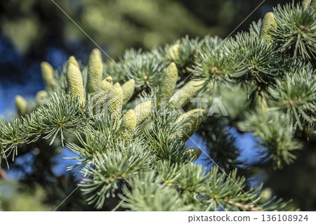 Young conifer cones developing among soft needles, clear sky highlights, fresh spring growth and botanical symmetry, vivid greens Young conifer cones developing among soft needles, clear sky highlights, fresh spring growth and botanical symmetry, vivid greens 136108924