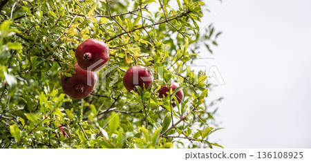 Red pomegranates hanging amid leaves, Bountiful harvest of glossy red pomegranates nestled among lush green leaves and sunlight Red pomegranates hanging amid leaves, Bountiful harvest of glossy red pomegranates nestled among lush green leaves and sunlight 136108925