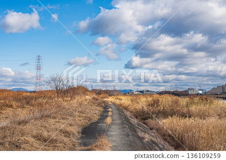 高槻市淀川右岸河床上的枯草 136109259