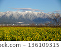 Rape blossoms and Hirayama mountains 136109315