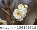 White plum blossoms in Osaka Castle Park 136109318