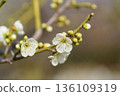 White plum blossoms in Osaka Castle Park 136109319