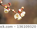White plum blossoms in Osaka Castle Park 136109320