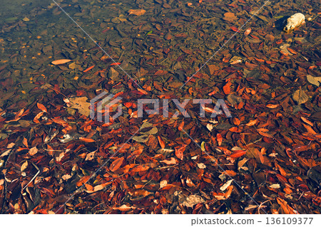 Fallen leaves and mud accumulated at the bottom of a puddle 136109377