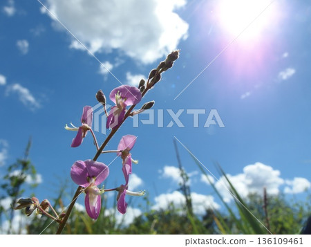 日本灌木三葉草的生態照片 136109461