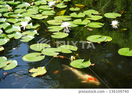 Nishikigoi carp swimming with white water lilies 136109740